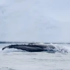 Humpback whale in Antarctica.