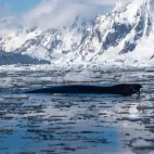 A humpback whale in Antarctica.