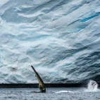 View of a humpback whales' lateral fin whilst feeding, in Antarctica.