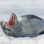 Leopard seal in Antarctica.
