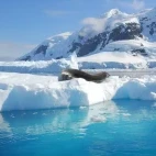 A leopard seal in Antarctica.
