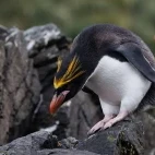 A macaroni penguin in Antarctica.