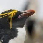 A macaroni penguin in Antarctica.