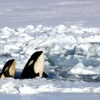 Two orcas spyhopping in Antarctica. 