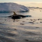 Orca surfacing in Antarctica.