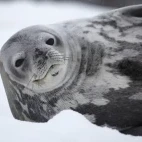Weddell seal in Antarctica.