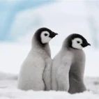 Emperor penguin chicks in Snow Hill Island, Antarctica