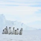 Emperor penguin chicks in Snow Hill Island, Antarctica