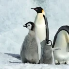 Emperor penguins and chicks in Snow Hill Island, Antarctica