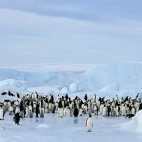 Emperor penguins and chicks in Snow Hill Island, Antarctica