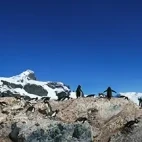 Emperor penguins and chicks in Snow Hill Island, Antarctica