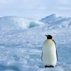 Emperor penguin in Snow Hill Island, Antarctica