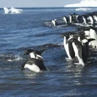 Adélie penguins entering the Ross Sea, Antarctica.