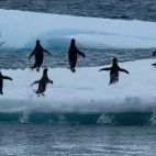 Adélie penguins leaping out of the water on Snow Hill Island.
