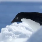Adélie penguin by the Weddell Sea, Snow Hill.