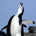 Chinstrap penguin calling, on Snow Hill Island.