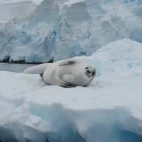 A crabeater seal on the ice, on Snow Hill Island, Antarctica.