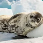 Crabeater seal resting against the ice, Snow Hill Island.
