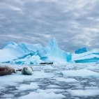Crabeater seals resting together on the ice.