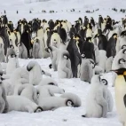 Emperor penguins in Snow Hill, Antarctica.