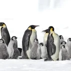 Emperor penguins in Snow Hill, Antarctica.