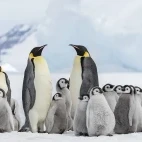 Emperor penguins in Snow Hill, Antarctica.