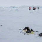 Emperor penguins in Snow Hill, Antarctica.