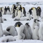 Emperor penguins in Snow Hill, Antarctica.