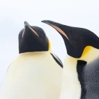 Emperor penguins in Snow Hill, Antarctica.