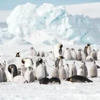 Emperor penguins in Snow Hill, Antarctica.