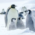 Emperor penguins in Snow Hill, Antarctica.