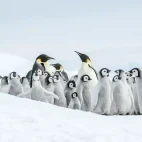 Emperor penguins in Snow Hill, Antarctica.