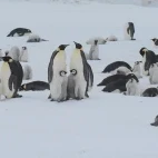 Emperor penguins in Snow Hill, Antarctica.