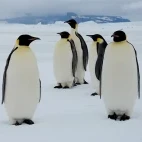 Emperor penguins in Snow Hill, Antarctica.