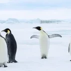 Emperor penguins in Snow Hill, Antarctica.