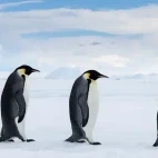 Emperor penguins in Snow Hill, Antarctica.