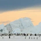 Emperor penguins in Snow Hill, Antarctica.