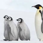 Emperor penguins in Snow Hill, Antarctica.