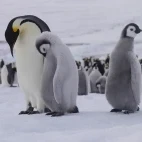 Emperor penguins in Snow Hill, Antarctica.