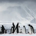 A gentoo colony on the ice, in Antarctica.