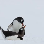 A pair of gentoo penguins on the ice.