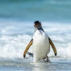 Gentoo penguin leaving the water, Antarctica.