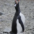 Gentoo penguin calling, on Snow Hill Island.