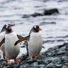 Gentoo penguins walking up the beach, in Antarctica.