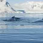 Humpback whale in Antarctica.