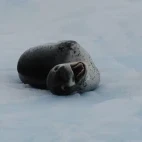 Leopard seal resting, looking at the camera.