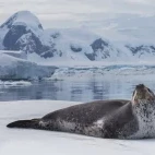 Leopard seal on the ice.