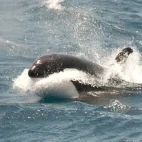 Orca racing through the water, Antarctica.