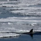 Orca moving amongst the ice in the Weddell Sea.