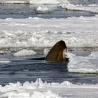 A spy-hopping orca in the Weddell Sea.